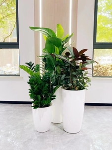 实惠花木租赁哪里找？宁波杭州湾瞧一瞧！